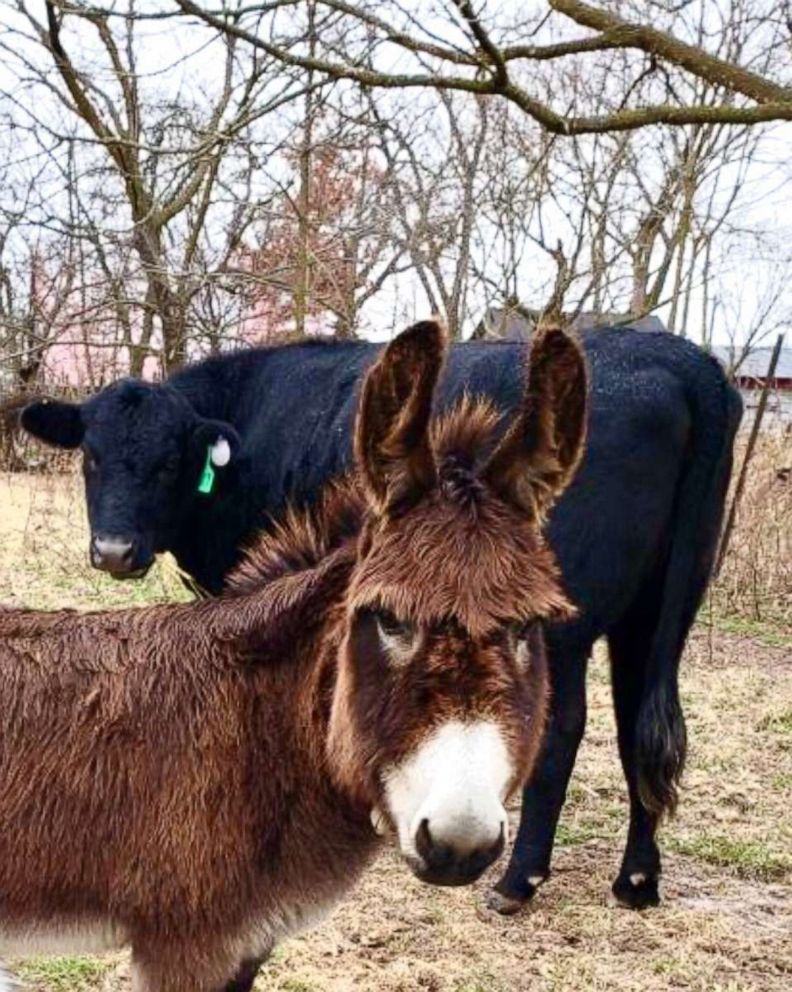 PHOTO: Violet the miniature donkey and Molly the cow on a farm in Arkansas. Violet helps animals like Molly, a cow that was born blind.