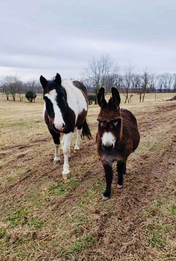 PHOTO: Violet the miniature donkey and Raz, a blind horse on an Arkansas farm. Violet helps animals on the farm including a horse named Raz, who is blind.