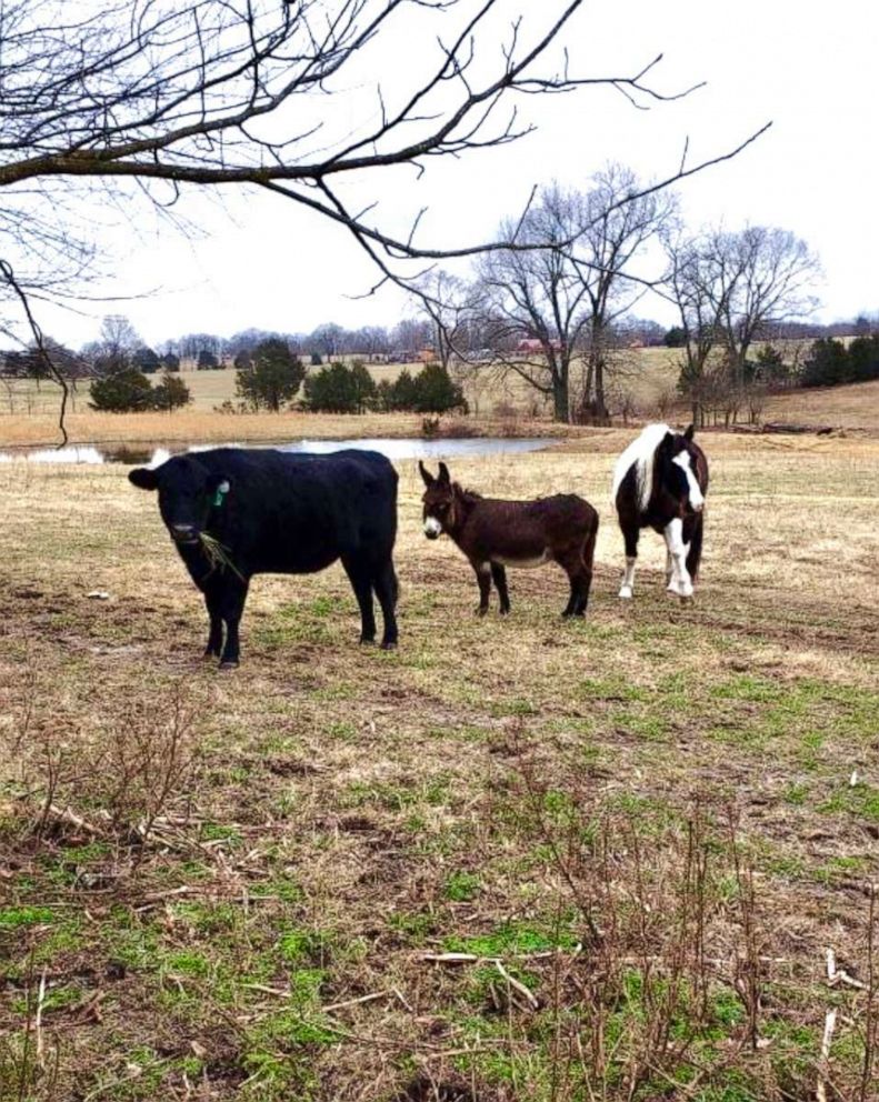 PHOTO: Violet, Raz and Molly on a farm in Arkansas. Violet's owners say that Molly the cow and Raz, a blind horse would not be alive today if it wasn't for Violet giving them a second chance at life.