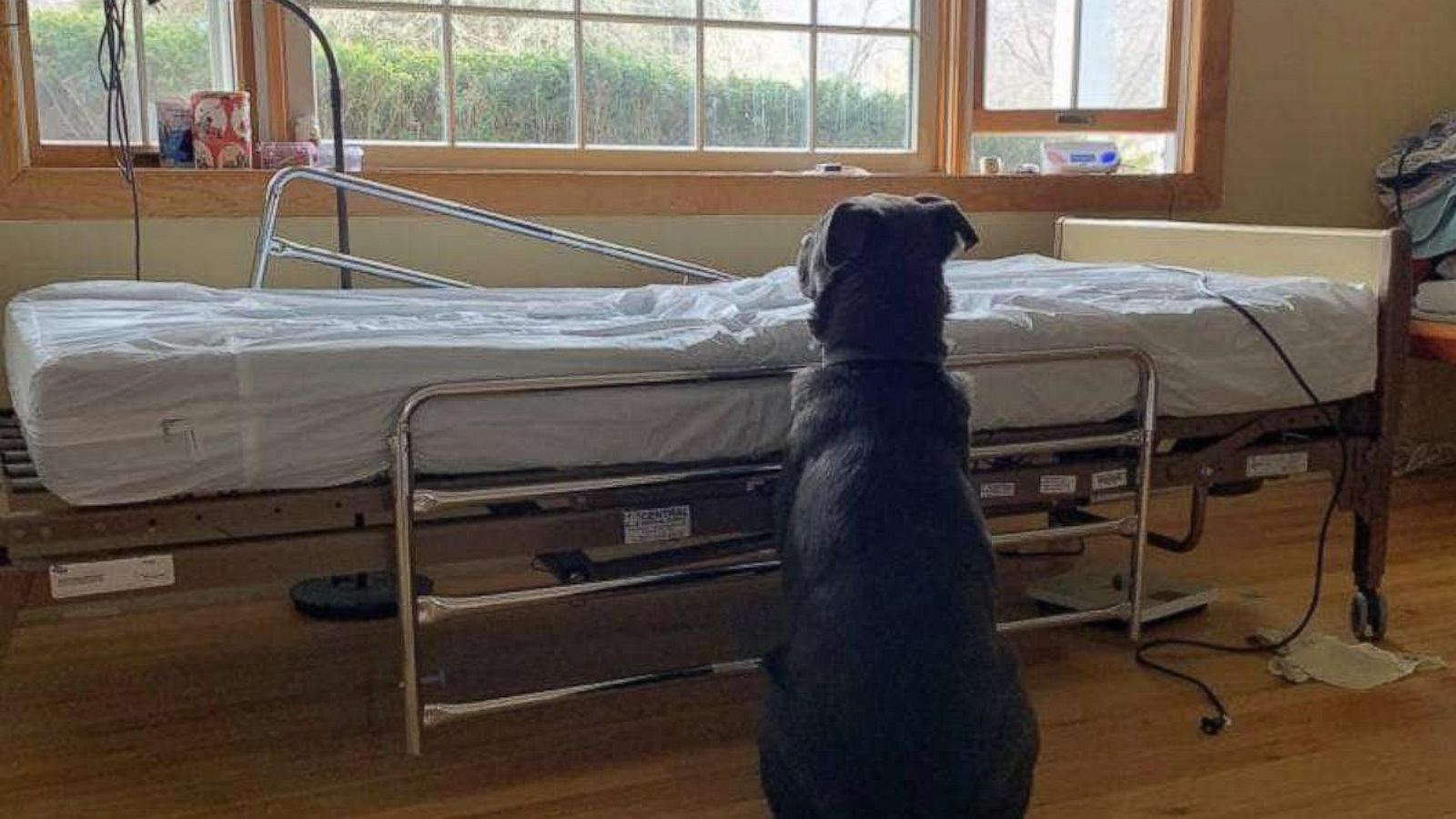 Heartbreaking Photo Of Dog Waiting For Deceased Owner Prompts