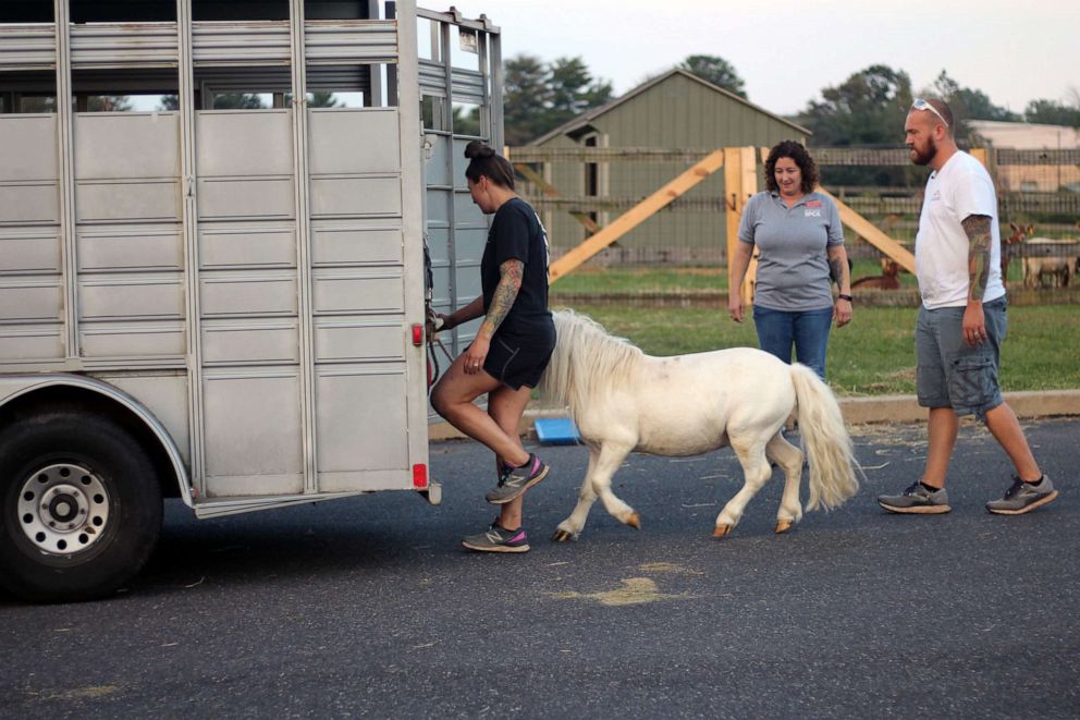 PHOTO: Waffles is escorted into a trailer for his ride home with Hemingway.