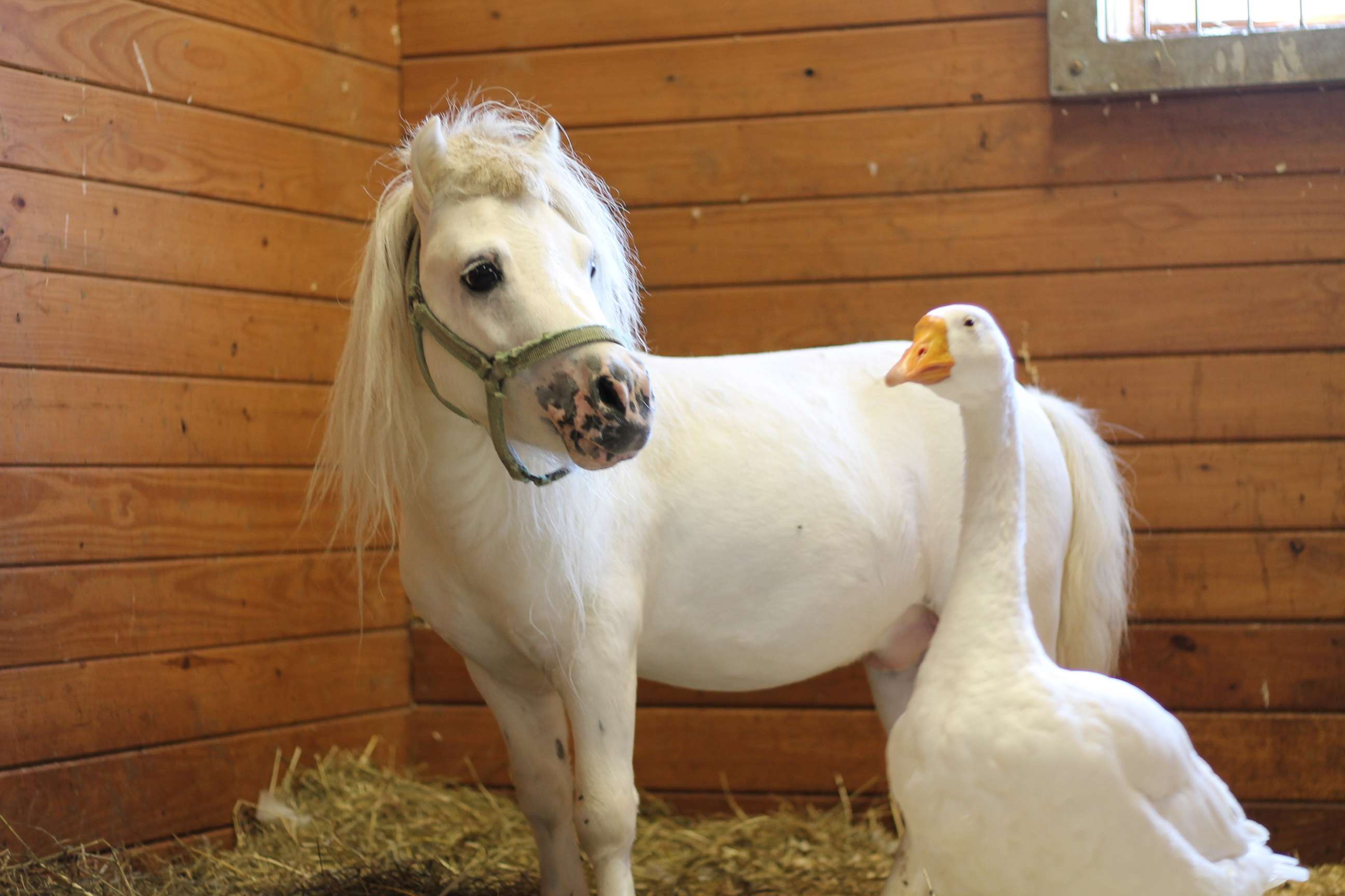 PHOTO: Waffles, a miniature horse, and Hemingway, a goose, are best friends who will be adopted together from the Bucks County SPCA in Bucks County, Pa.