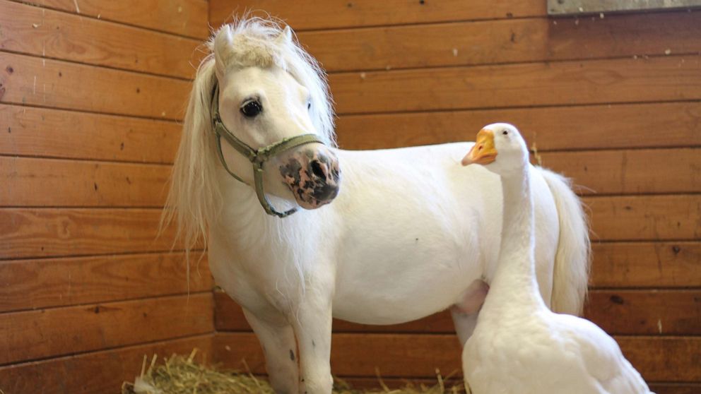 VIDEO: Miniature horse and goose are best buds