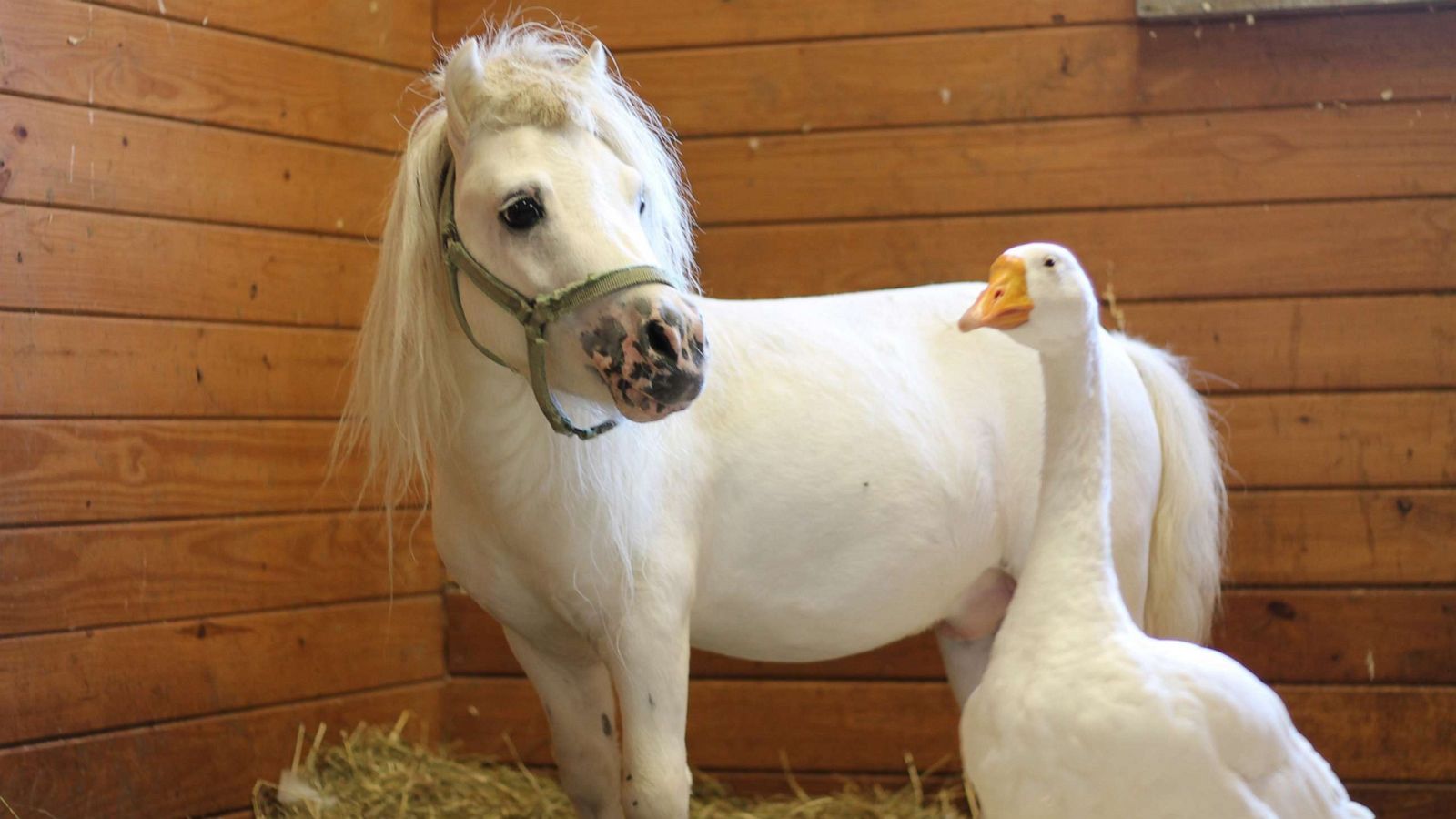 PHOTO: Waffles, a miniature horse, and Hemingway, a goose, are best friends who will be adopted together from the Bucks County SPCA in Bucks County, Pa.