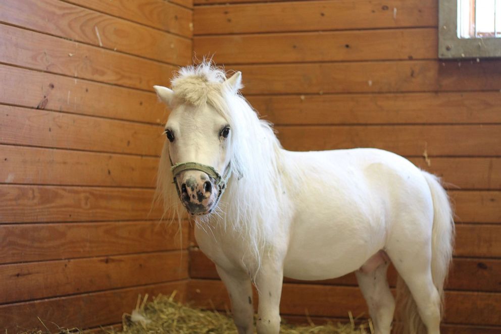PHOTO: Waffles, a 6-year-old miniature horse, will soon be up for adoption at the Bucks County SPCA in Bucks County, Pa.