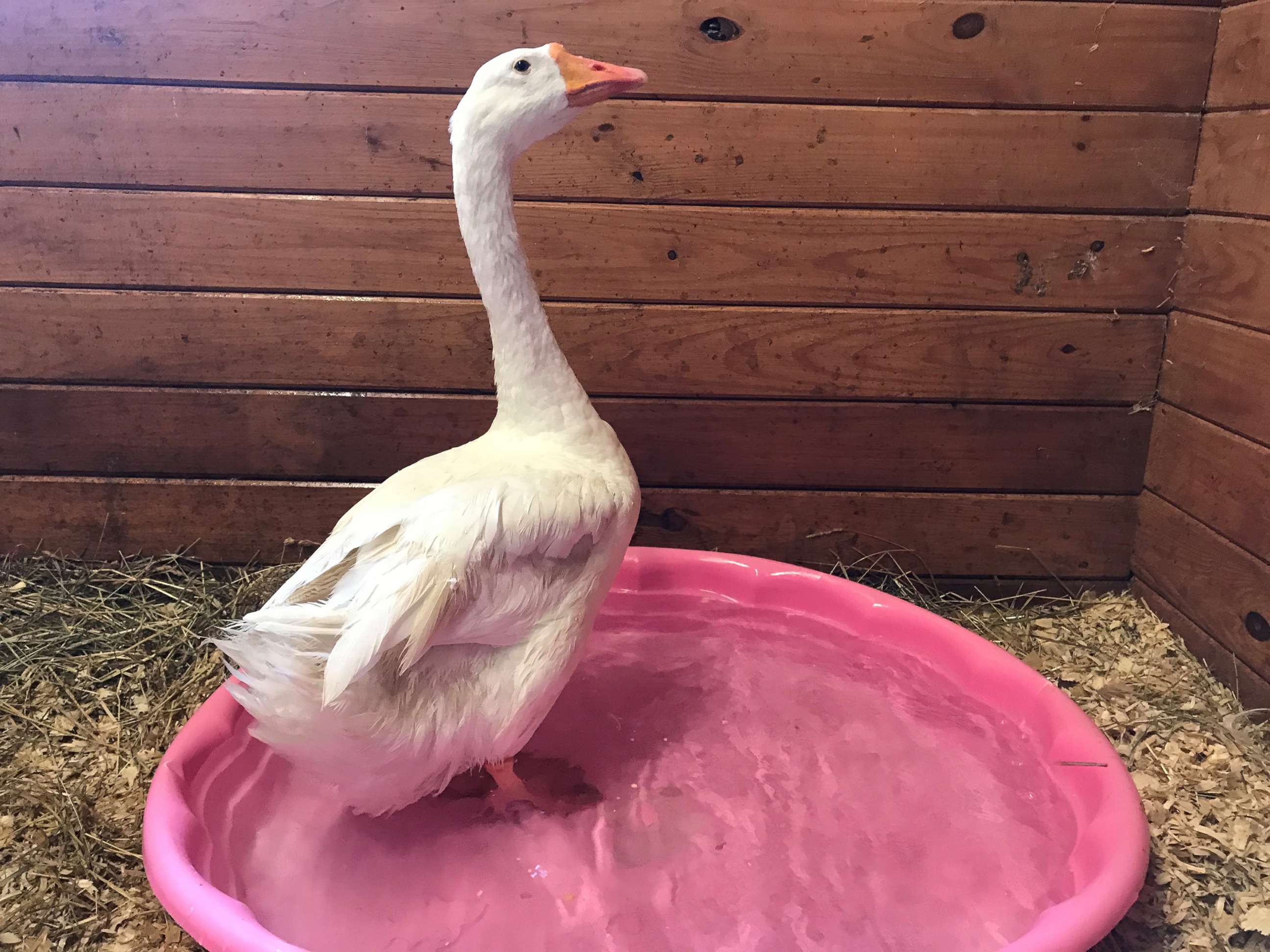 PHOTO: Hemingway, a goose, will soon be up for adoption at the Bucks County SPCA in Bucks County, Pa.