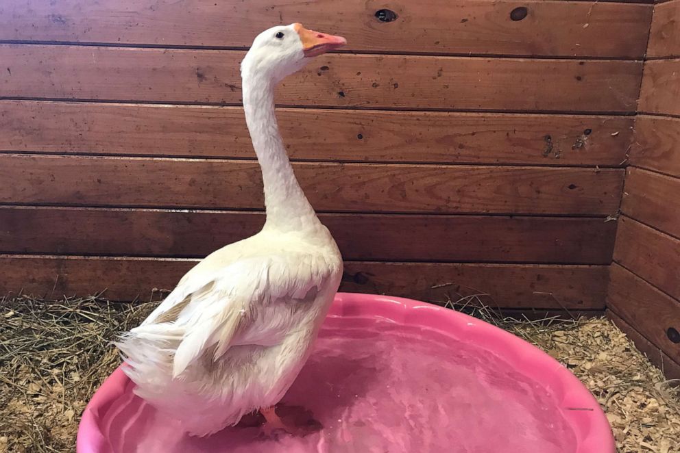 PHOTO: Hemingway, a goose, will soon be up for adoption at the Bucks County SPCA in Bucks County, Pa.