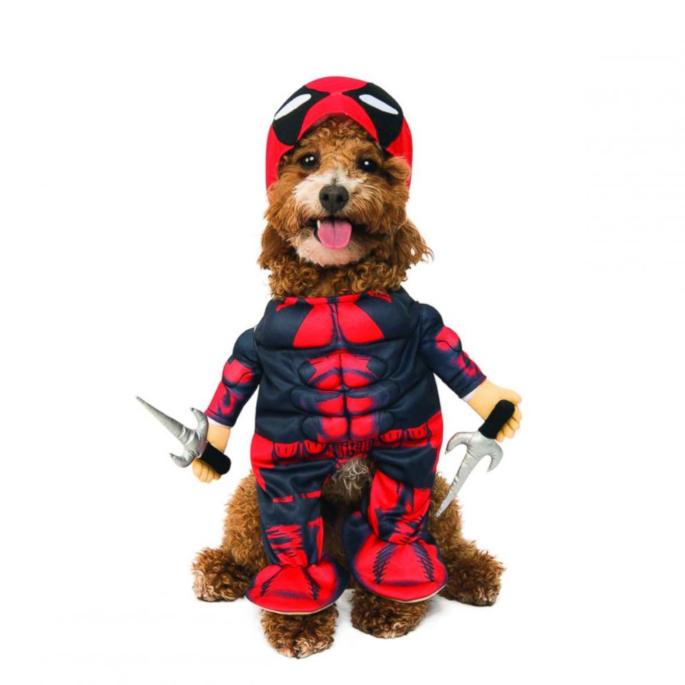 PHOTO: Walking Deadpool Pet Costume