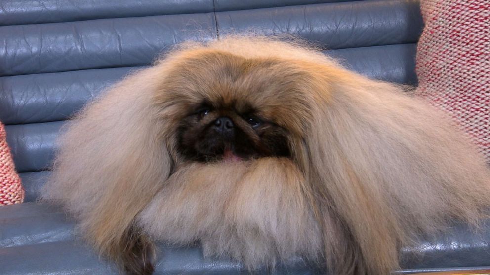 Wasabi the Pekingese wins Best in Show at largest-ever AKC ...