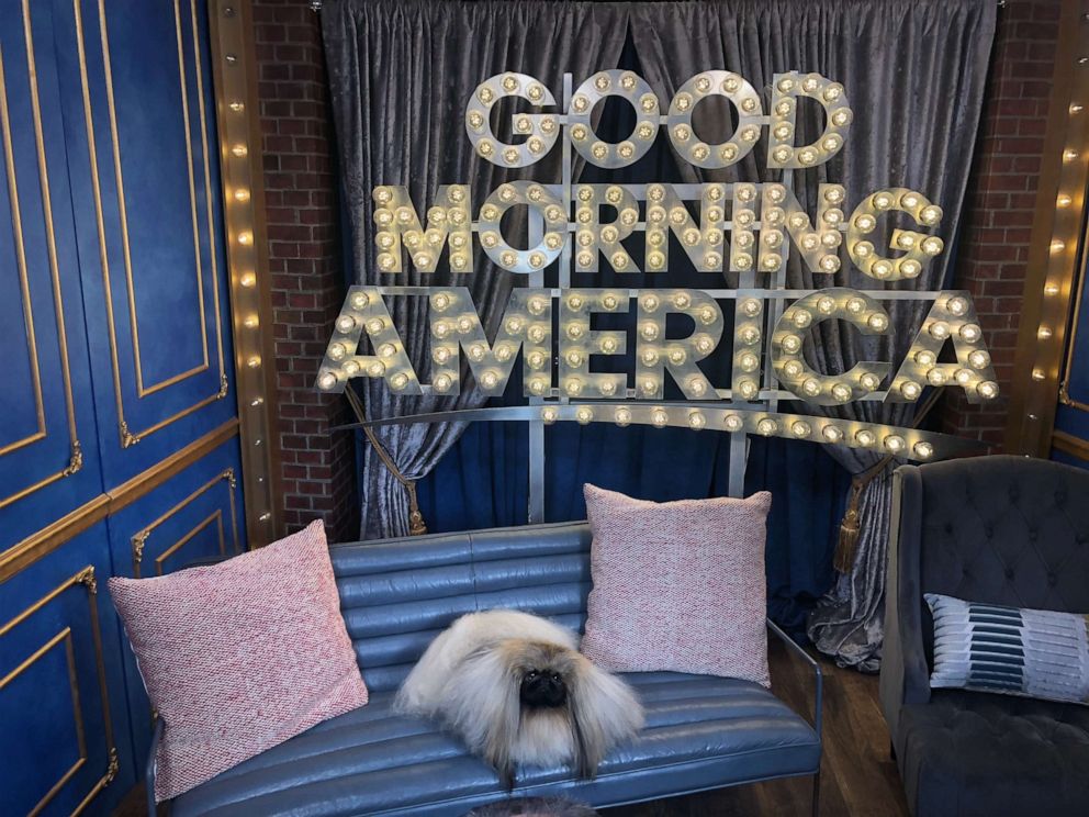 PHOTO: Wasabi, the Pekingese, visited "Good Morning America" after he won Best in Show at the American Kennel Club National Championship. 