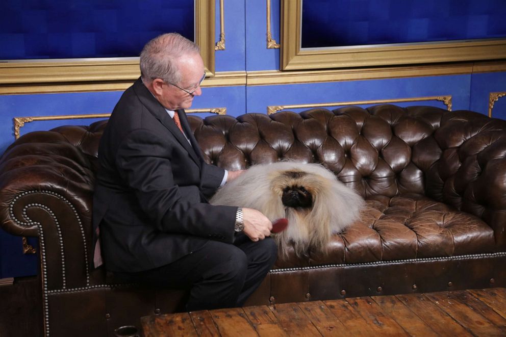 PHOTO: David Fitzpatrick and Wasabi the Pekingese appear on "Good Morning America" after winning Best in Show at the American Kennel Club National Championship.