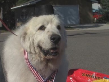 VIDEO: Residents of Cormorant, Minn., elected the Great Pyrenees as their next leader.