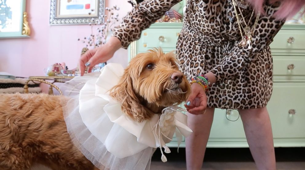 PHOTO: A dog is fitted for clothing at Los Angeles boutique Fifi & Romeo.