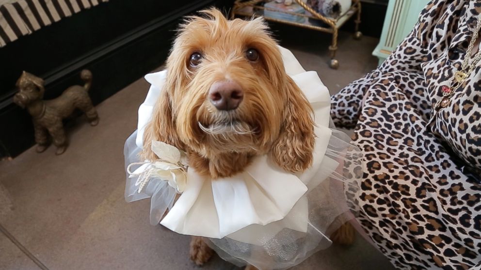 VIDEO: Your dog can be a part of your wedding with these dog-fits for your special day