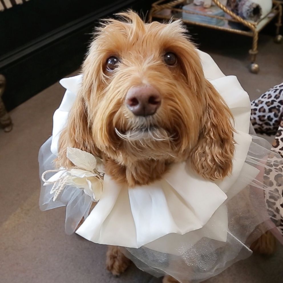 Your dog can be a part of your wedding with these dog-fits for your special  day