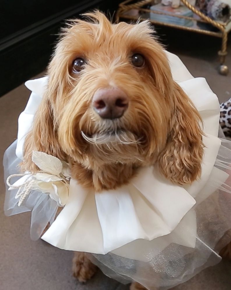 PHOTO: Dog poses with handcrafted wedding attire designed by Fifi & Romeo.