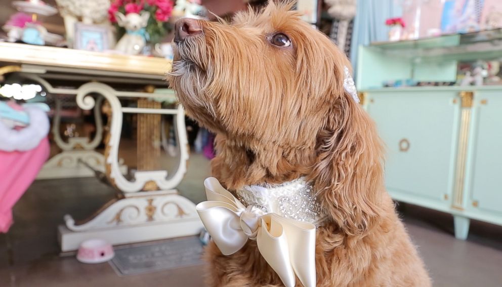 PHOTO: A stylized collar for a dog to wear in a wedding designed by Fifi & Romeo.