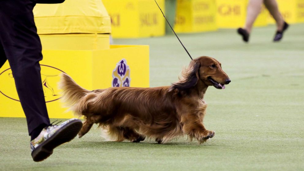 Who Won The Best In Show At The Westminster Dog Show