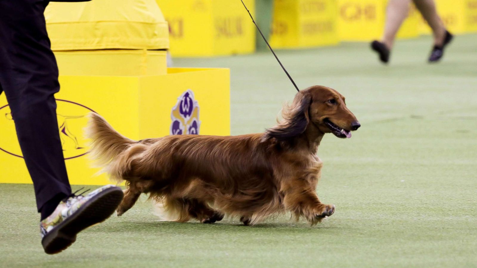 PHOTO: "Walmar-Solo's OMG" a longhaired Dachshund won first in the Hound Group at the 143rd Westminster Kennel Club Dog show at Madison Square Garden in N.Y., Feb. 11, 2019.