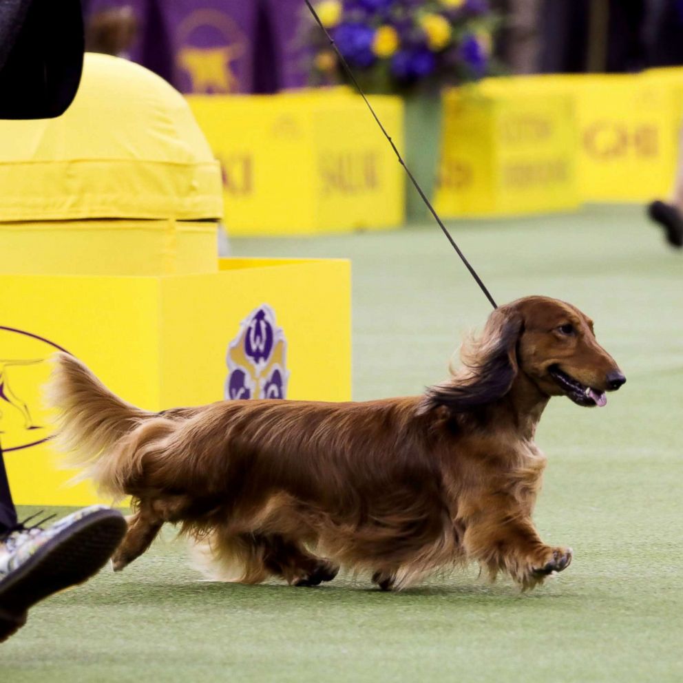 Beautiful Dog at Madison Dog Show [year]