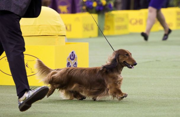 best of show westminster 2019