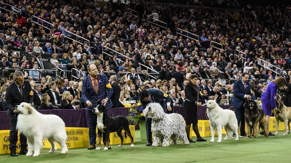 PHOTO: The Working Group competes during the annual Westminster Kennel Club Dog Show at Madison Square Garden on Feb. 11, 2020, in New York City.