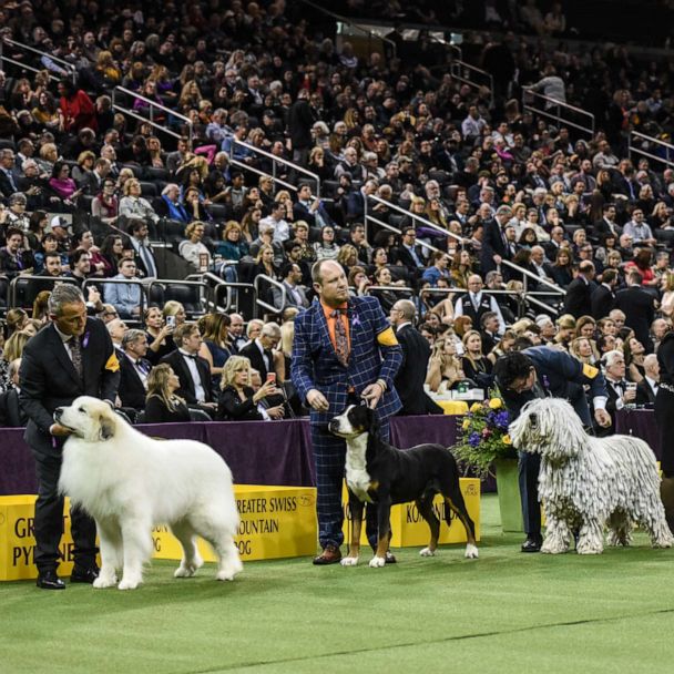 Westminster dog show moved from Madison Square Garden for 1st time in 100  years - ABC News