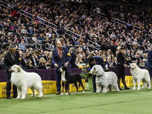 westminster dog show moved from madison square garden for 1st time in 100 years abc news
