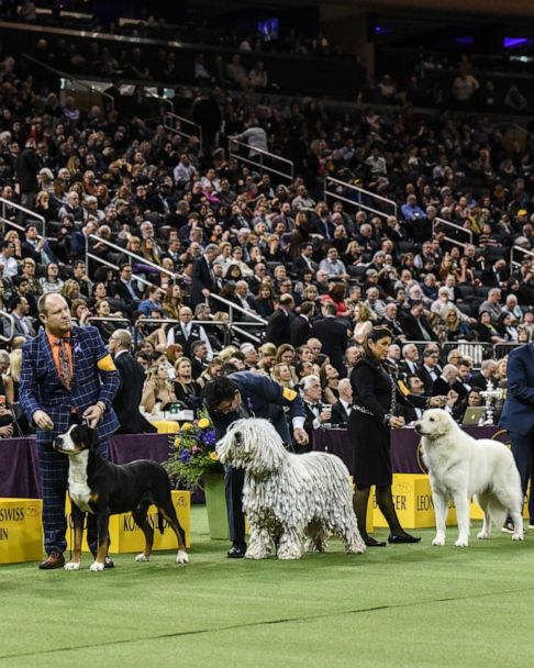 Westminster kennel clearance club 2018