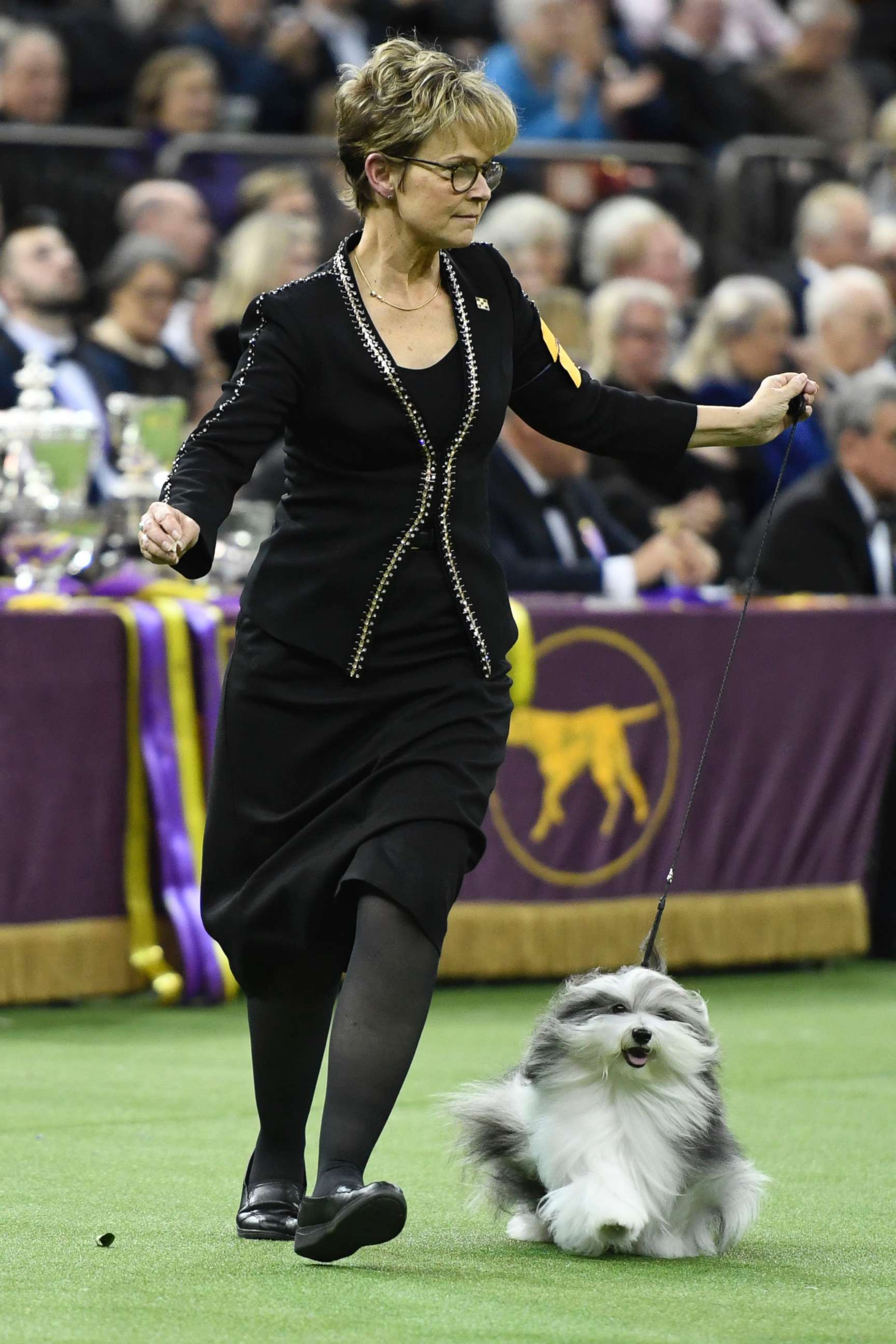 PHOTO: Taffe McFadden competes with Bono the Havanese in Best in Show at the 143rd Westminster Kennel Club Dog Show at Madison Square Garden, Feb. 12, 2019, in New York City.