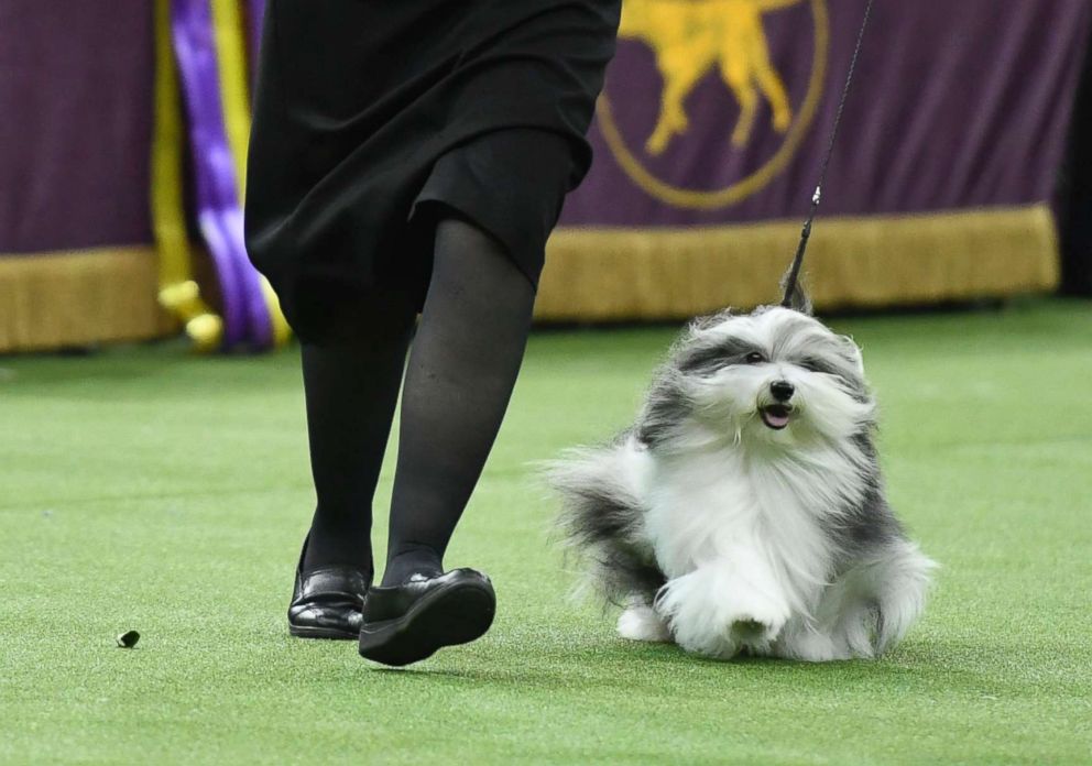 PHOTO: Taffe McFadden competes with Bono the Havanese in Best in Show at the 143rd Westminster Kennel Club Dog Show at Madison Square Garden, Feb. 12, 2019, in New York City.