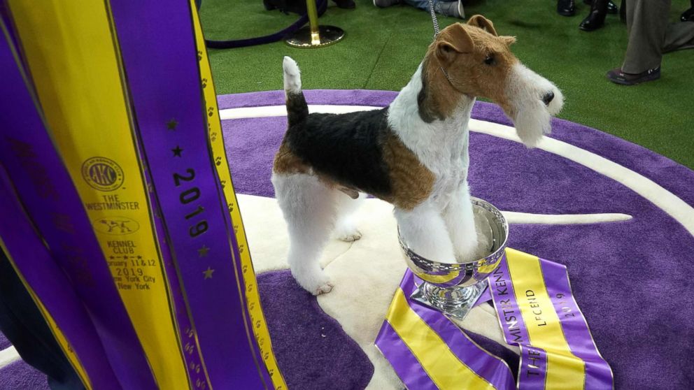 PHOTO: King, the wire hair fox terrier, poses after winning "Best in Show" at the Westminster Kennel Club 143rd Annual Dog Show in Madison Square Garden in N.Y., Feb. 12, 2019.