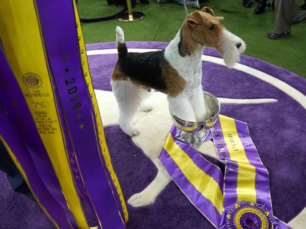PHOTO: King, the wire hair fox terrier, poses after winning Best in Show at the Westminster Kennel Club 143rd Annual Dog Show in Madison Square Garden in N.Y., Feb. 12, 2019.