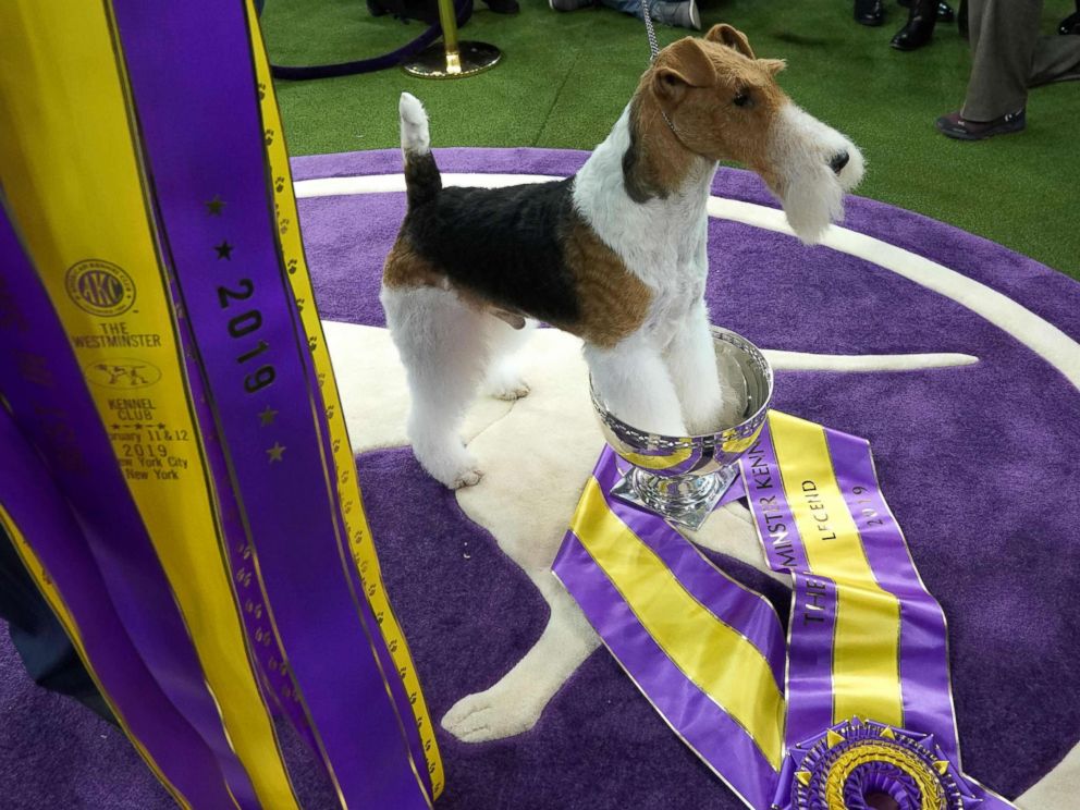 PHOTO: King, the wire hair fox terrier, poses after winning "Best in Show" at the Westminster Kennel Club 143rd Annual Dog Show in Madison Square Garden in N.Y., Feb. 12, 2019.