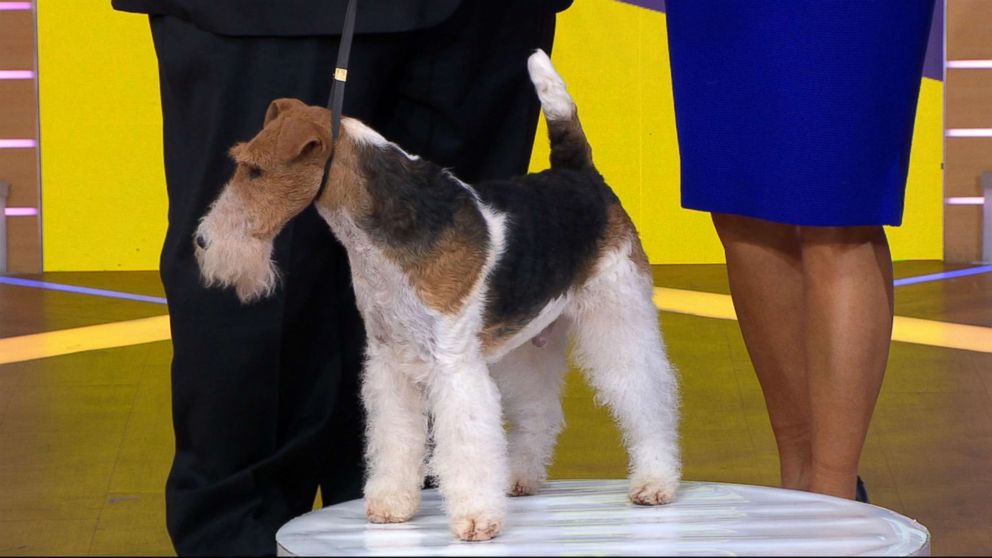 PHOTO: King, the 7-year-old Wire Fox Terrier, was named Best in Show at the Westminster Kennel Club Dog Show.