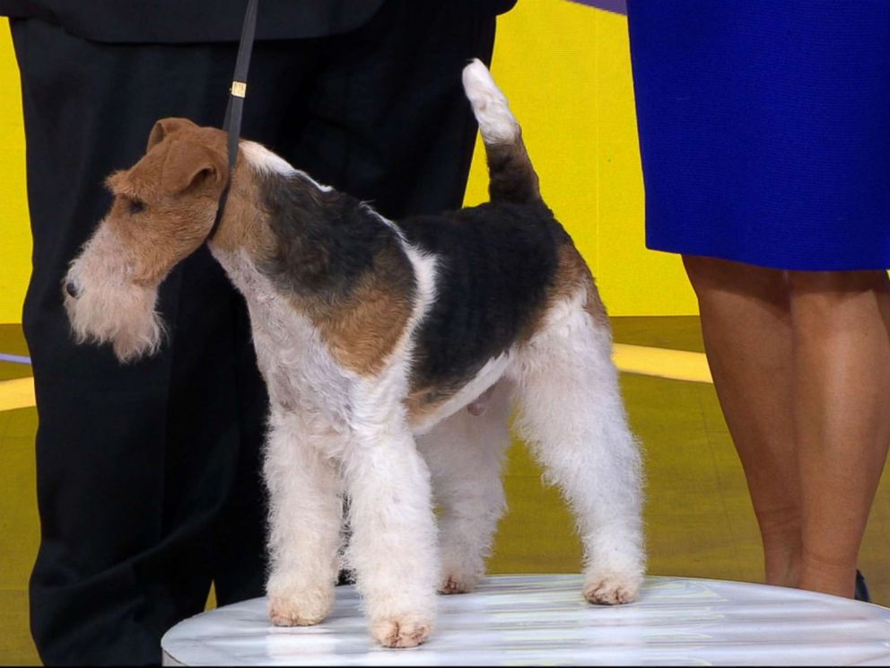 PHOTO: King, the 7-year-old Wire Fox Terrier, was named Best in Show at the Westminster Kennel Club Dog Show.
