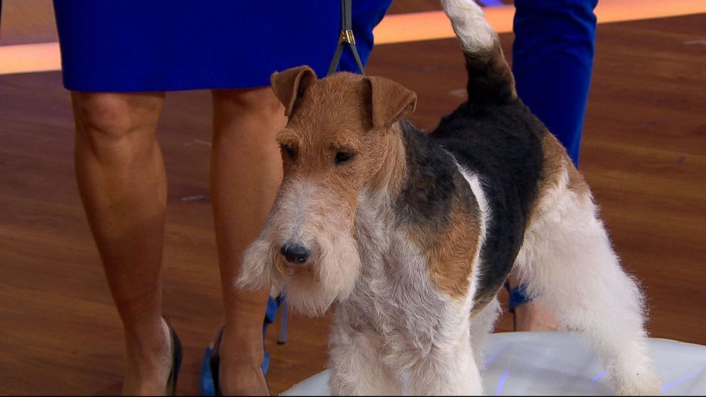 PHOTO: King, the 7-year-old Wire Fox Terrier, was named Best in Show at the Westminster Kennel Club Dog Show.