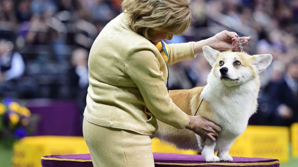 4 beautiful breeds win groups, advance to vie for Best in Show title at Westminster Dog Show thumbnail