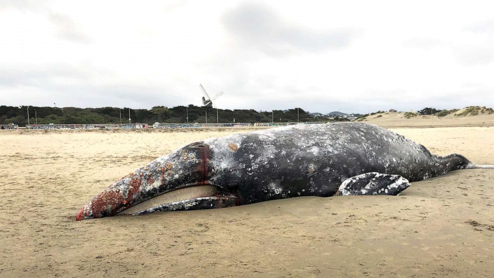 PHOTO: 9th gray whale this year washes ashore in San Francisco Bay Area