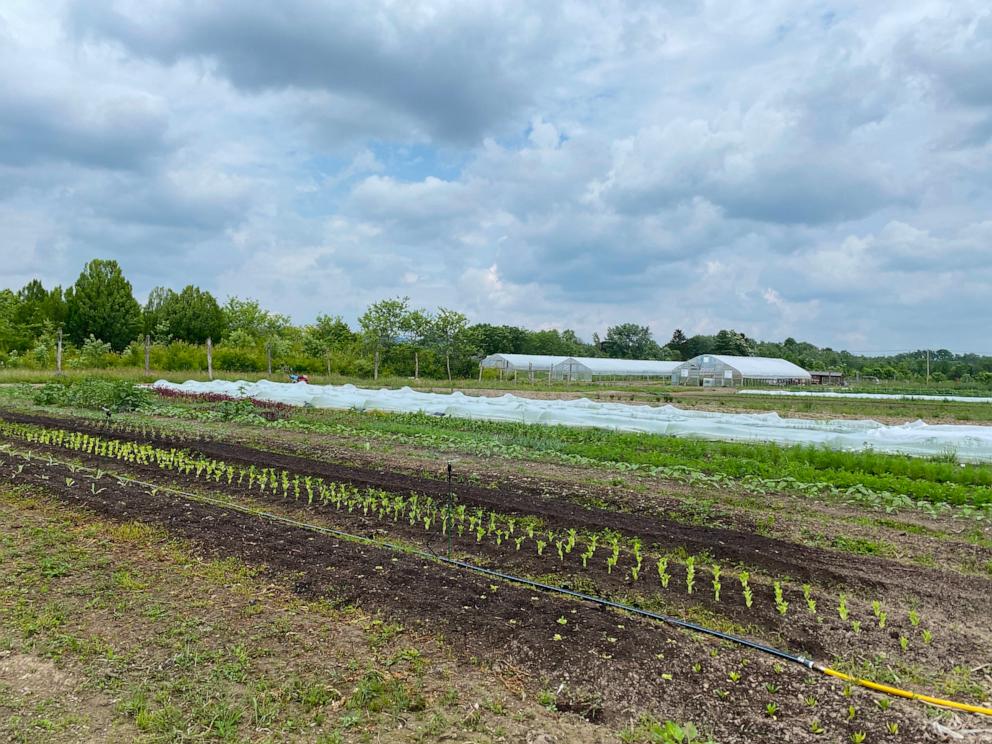 PHOTO: Crops planted in rows at Wildflower Farms, Auberge Resorts Collection in the Hudson Valley of New York.