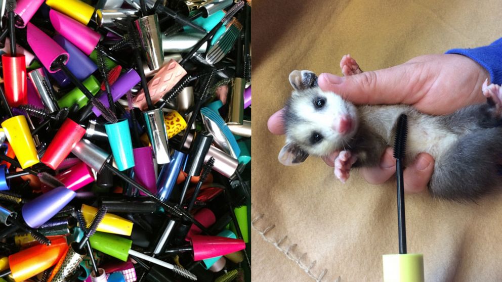 Here's how your used mascara wands can help save wildlife | GMA