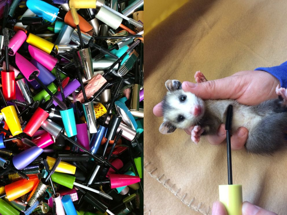 PHOTO: Through Appalachian Wildlife Refuge's Wands for Wildlife program you can donate your old mascara wands toward a great cause.