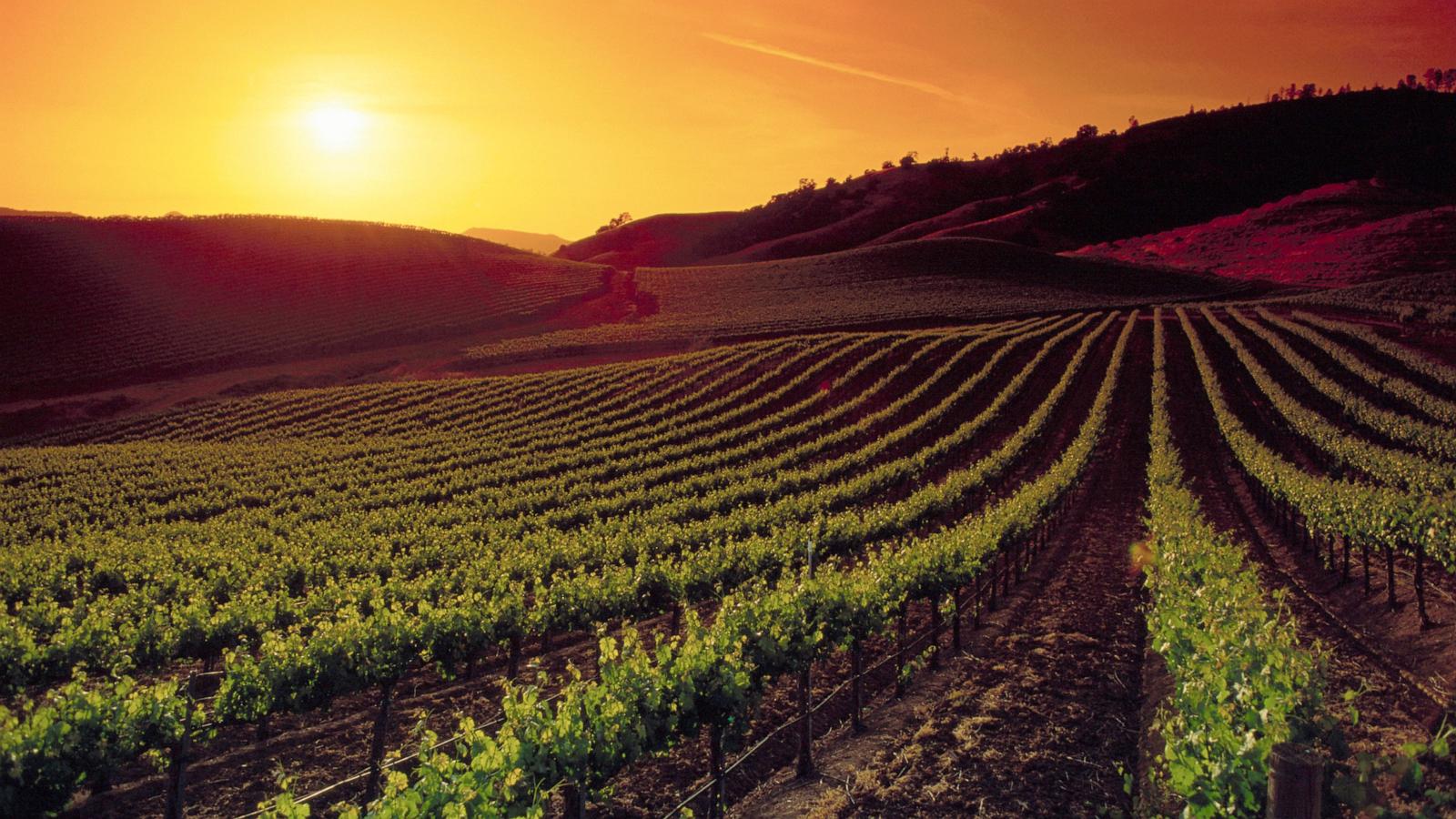 PHOTO: Vineyards at Sunset