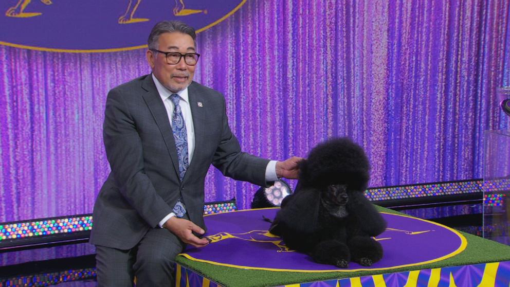 PHOTO: Sage, a miniature poodle, was named the 2024 best in show dog at the 148th Annual Westminster Kennel Club Dog Show.