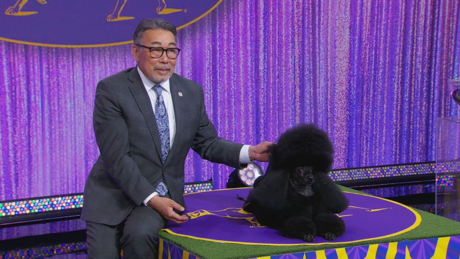 PHOTO: Sage, a miniature poodle, was named the 2024 best in show dog at the 148th Annual Westminster Kennel Club Dog Show.