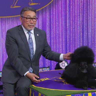 PHOTO: Sage, a miniature poodle, was named the 2024 best in show dog at the 148th Annual Westminster Kennel Club Dog Show.