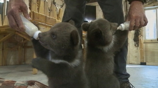 Video Abandoned Bear Cubs Adopted By Wisconsin Couple Abc News