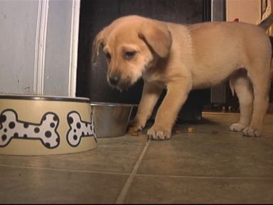 VIDEO: A Tennessee family found the puppy hidden under the shed in their backyard.