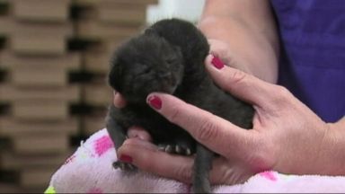 VIDEO: The kittens were boxed up with some equipment that was headed for a warehouse in San Diego.