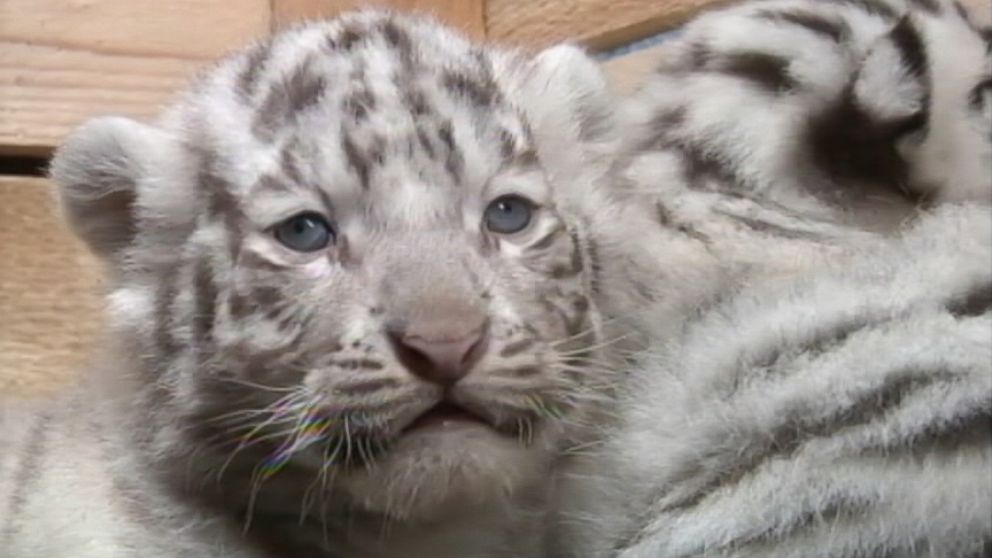 White Bengal tiger cubs make public debut - ABC7 Chicago